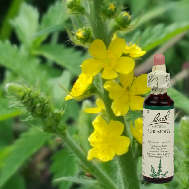 Agrimony