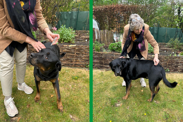 Het beste middel tegen teken voor honden