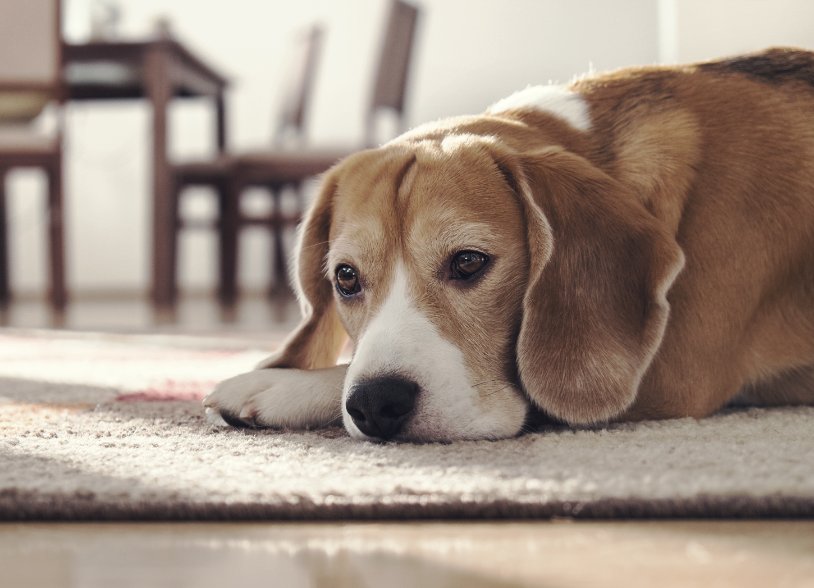 Hond rouwt hond verdriet Bach Bloesem Greetje.jpg