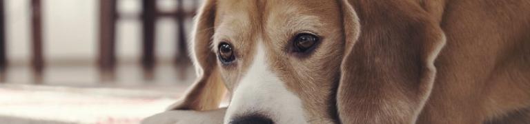 Als je hond of kat rouwt