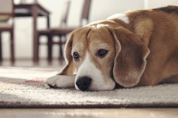 Als je hond of kat rouwt