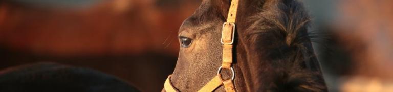 Bach Bloesems voor Paarden