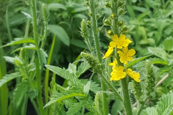 Bachbloesem Agrimonie: een glimlach als masker