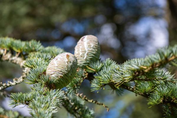 Rustgevende etherische olie bij stress en onrust