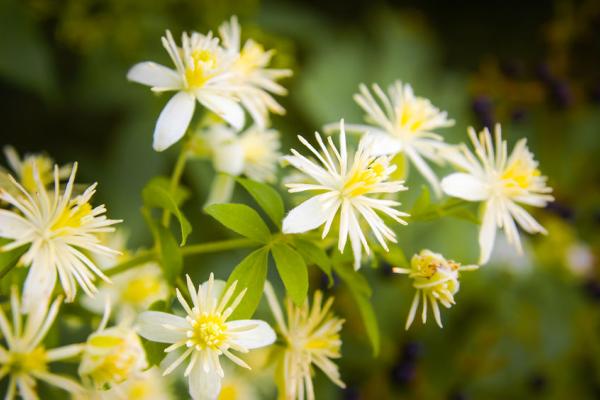 Clematis van dromen naar leven in het hier en nu