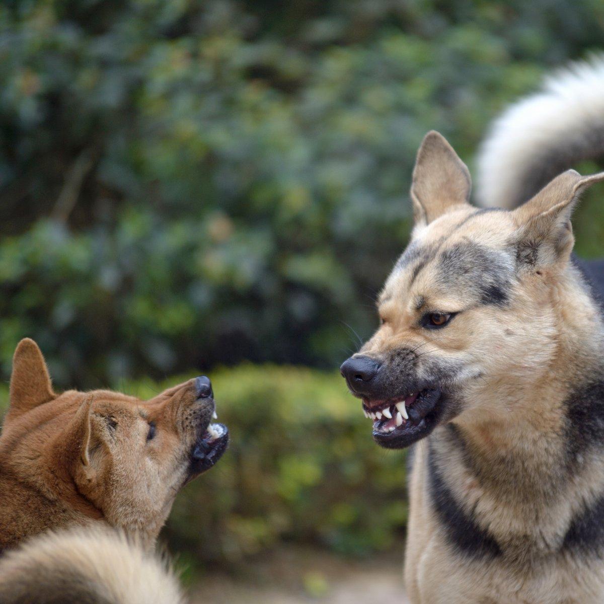 Hund ist aggressiv gegenüber anderen Hunden Facebook.jpg