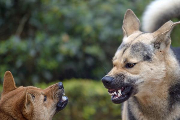 Mein Hund ist aggressiv gegenüber anderen Hunden: 5 häufige Ursachen und Tipps