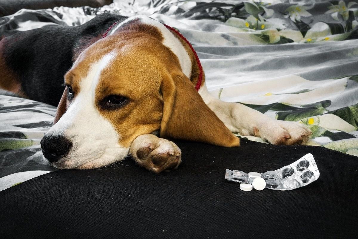 Hund krank durch Vergiftung.jpg