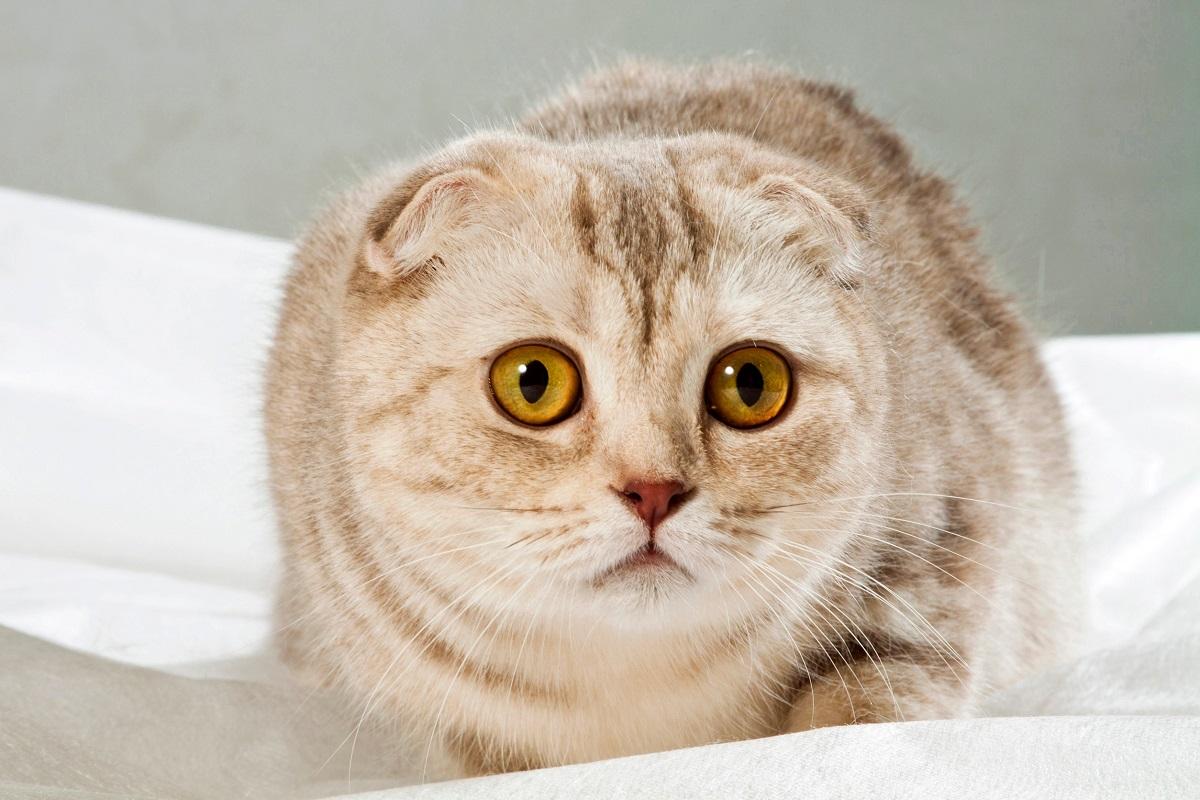 Katze hat Angst.jpg