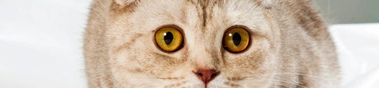 Meine Katze hat Angst vor mir (So gewinnen Sie ihr Vertrauen)