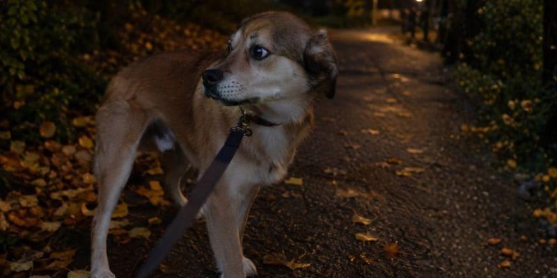 Vuurwerkstress honden