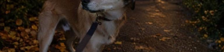 Hund hat Angst vor Feuerwerk: 3 bewährte Tipps für Hundebesitzer