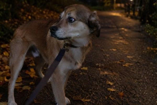 Is je hond bang voor vuurwerk? Zo kalmeer je hem