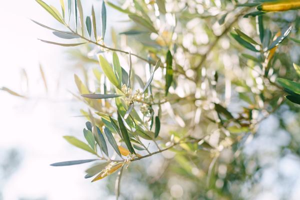Bachbloesem Olive - Olijf