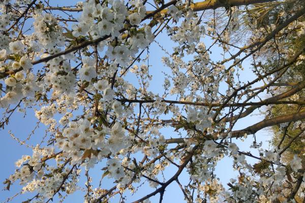 Bachbloesem Cherry Plum