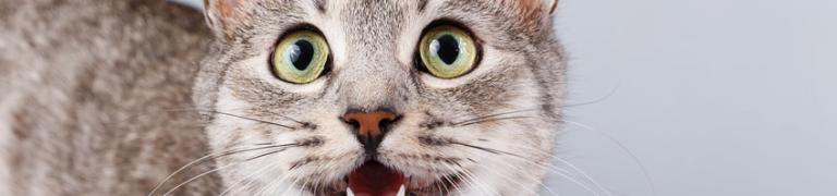 Miaut Ihre Katze den ganzen Tag? Ursachen von häufigem Miauen