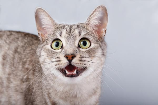 Miaut Ihre Katze den ganzen Tag? Ursachen von häufigem Miauen