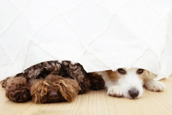 Hund hat Angst vor Feuerwerk: 3 bewährte Tipps für Hundebesitzer