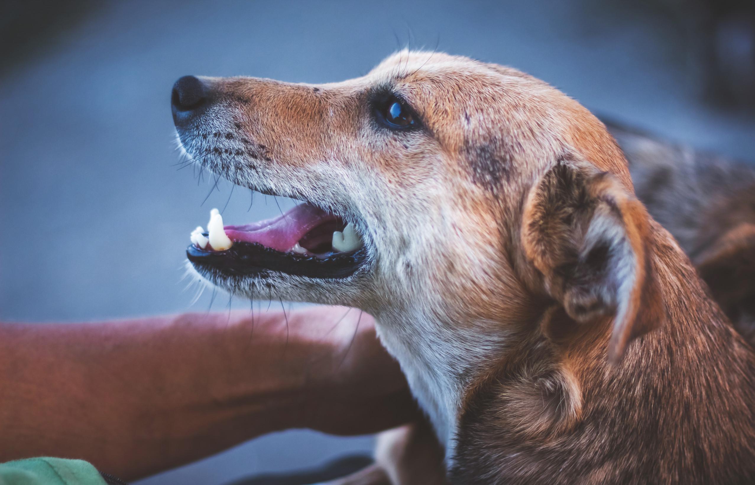 Snelle ademhaling hond wat te doen.jpg