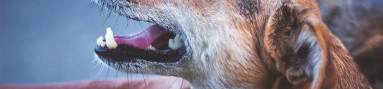 Snelle ademhaling bij je hond? Oorzaken en oplossing!