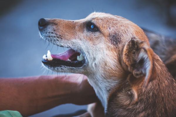 Snelle ademhaling bij je hond? Oorzaken en oplossing!