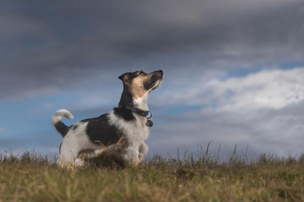 Hond is bang voor onweer