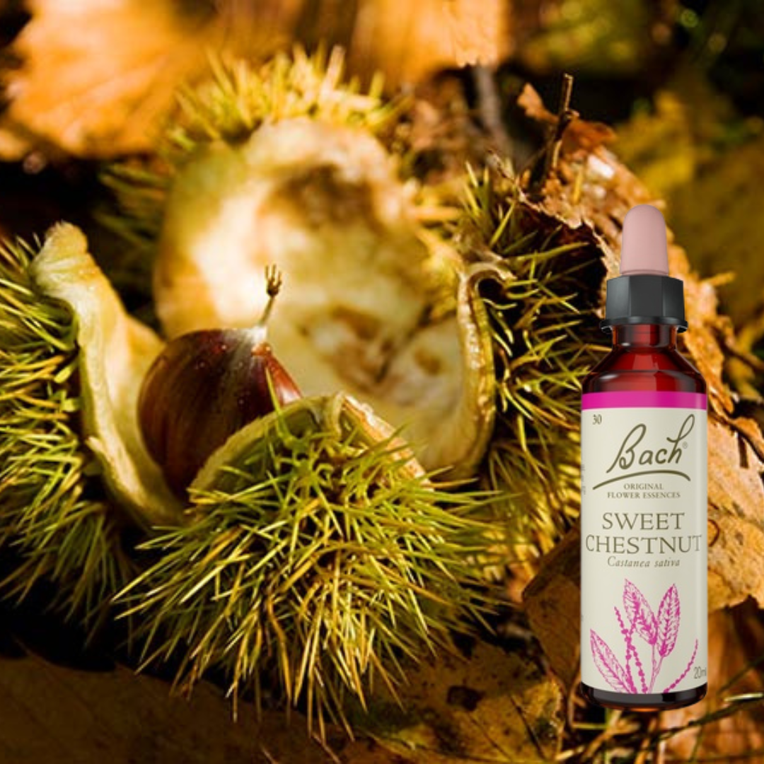 sweet-chestnut.jpg