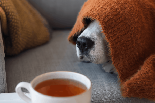 Hund mit Heuschnupfen: 4 Tipps