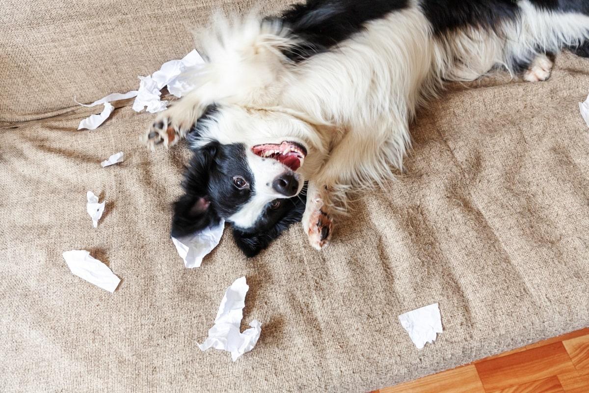 Verhaltensstörung Hund.jpg