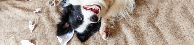 Verhaltensstörungen beim Hund erkennen und beheben