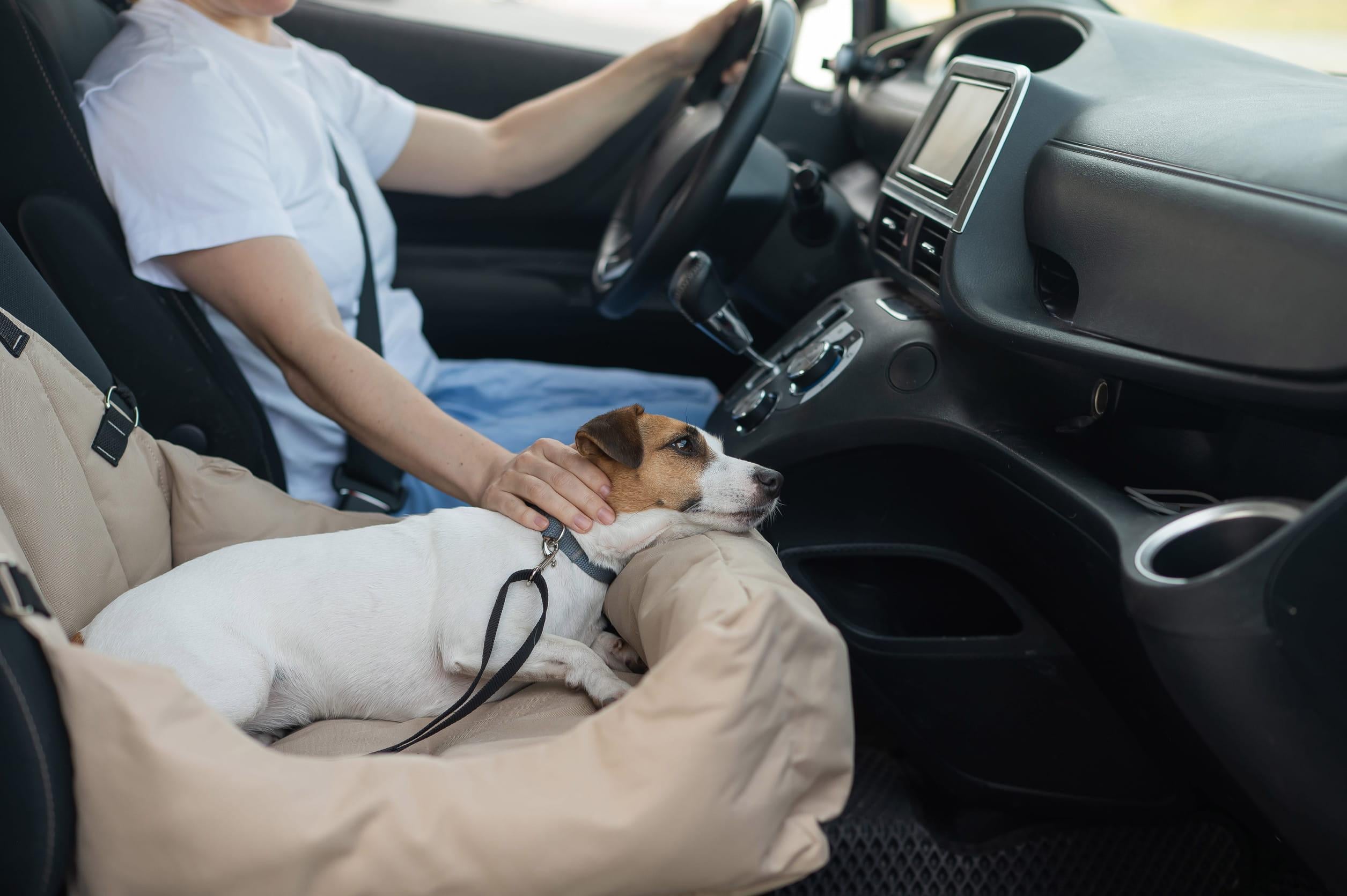 Wagenzieke hond die gespannen is tijdens een autorit.