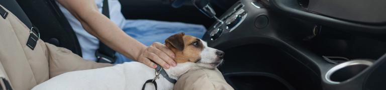 Natuurlijk middel voor een wagenzieke hond