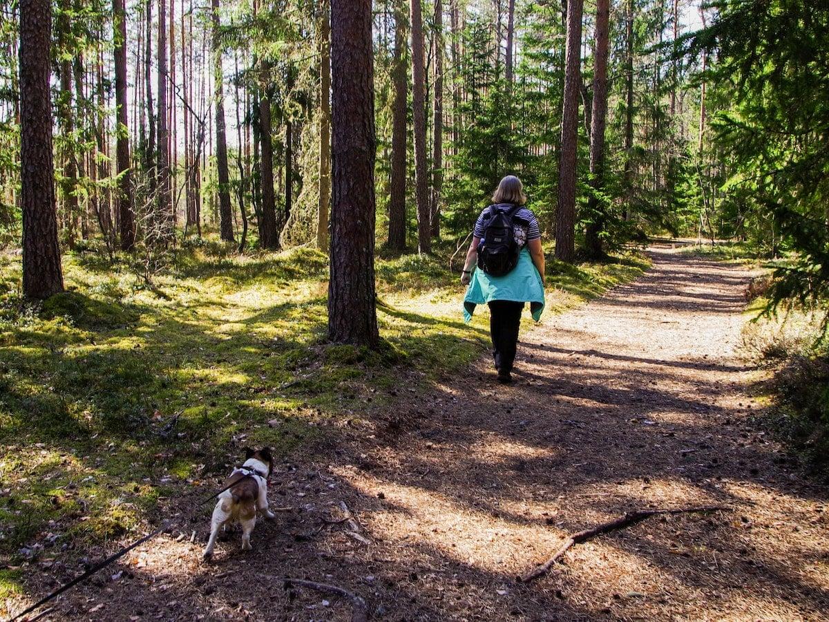 Zecken bei Hunden was tun.jpg