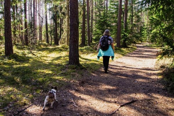 Zecken bei Hunden: Richtiges Vorbeugen und Handeln bei Zeckenbiss