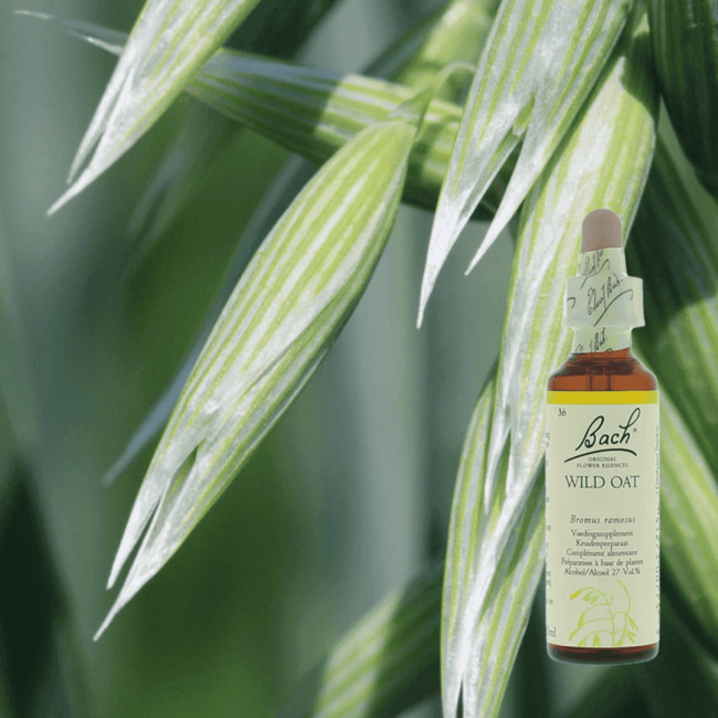 Wild Oat - Ruwe Dravik