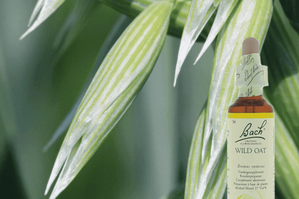 Wild Oat: als je voelt dat er méér in je zit, maar niet weet wat