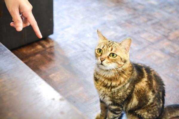 Plast jouw kat in huis?