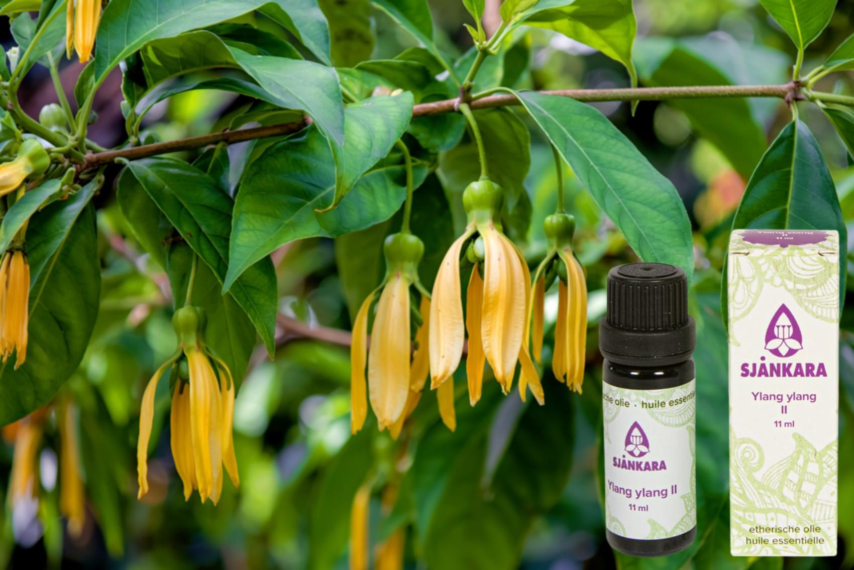 Ylang ylang bloem voor etherische olie .jpg
