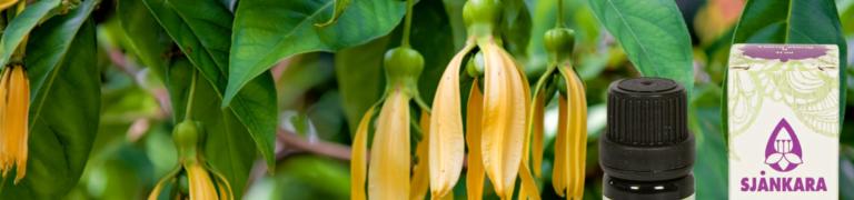 Ylang Ylang etherische olie – rust, ontspanning