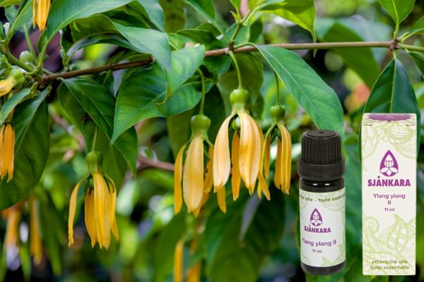 Ylang Ylang etherische olie – rust, ontspanning