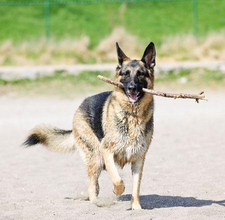 Hyperactieve hond