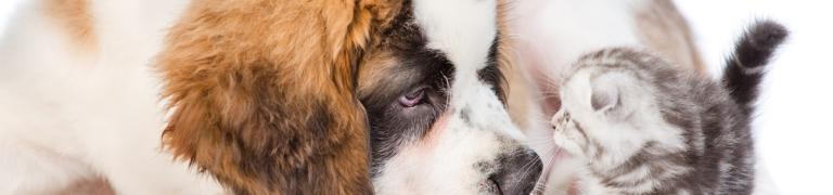 Meine Katze hat Angst vor Hunden (Tipps)
