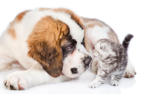 Meine Katze hat Angst vor Hunden (Tipps)