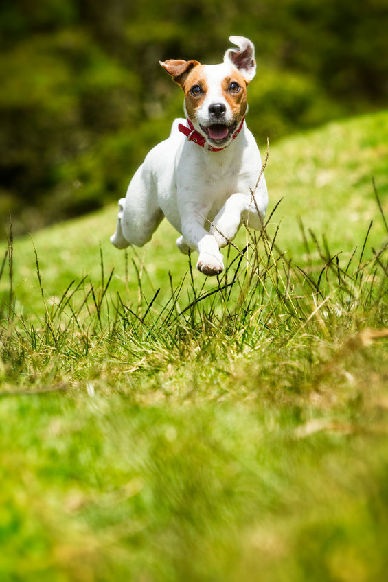 JackRusselvoeltzichrustigerdoorbachbloesems.jpg