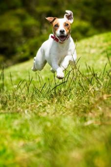 JackRusselvoeltzichrustigerdoorbachbloesems.jpg