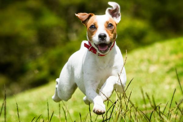Bachblüten für Jack Russel (Erfahrungsbericht)