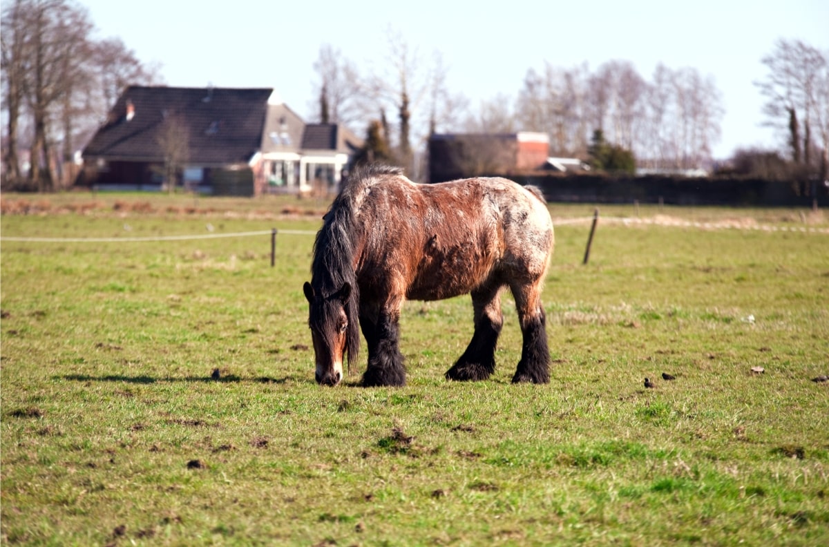 Oud paard.jpg