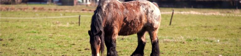 De veranderingen die je oude paard doormaakt