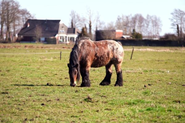 De veranderingen die je oude paard doormaakt