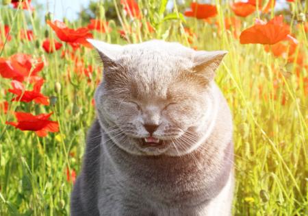 Bachbloesem voor kat niezen.jpg